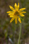 Common Leopardbane